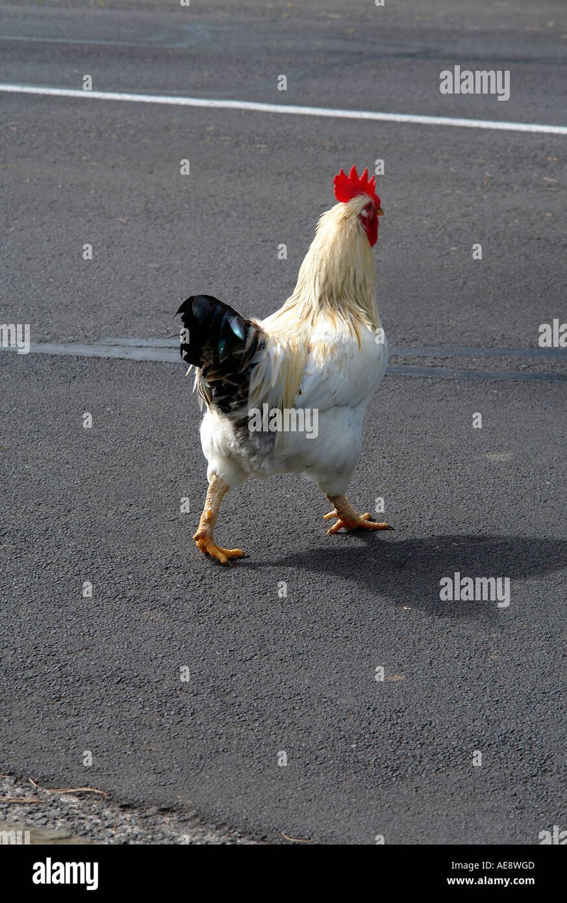 Descubre el mundo emocionante de Jugar Chicken Road en España en Línea - overview